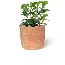Заредете изображение във визуализатора на галерията – Wavy Planter - Large
